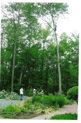 Ocean Pines Stump & Tree Removal, Inc.