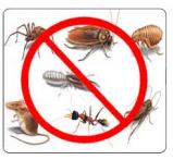 Brown Pest Control Solutions
